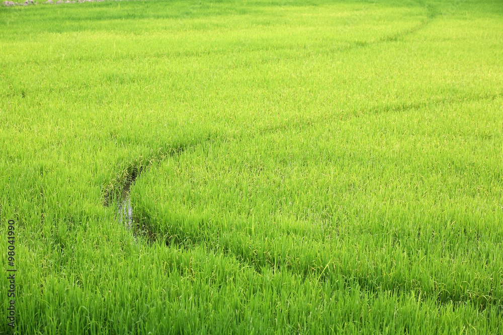 paddy field.