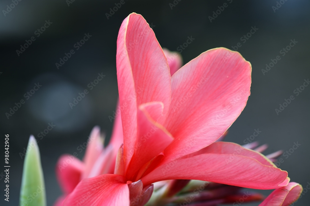 pink indian shot flower.