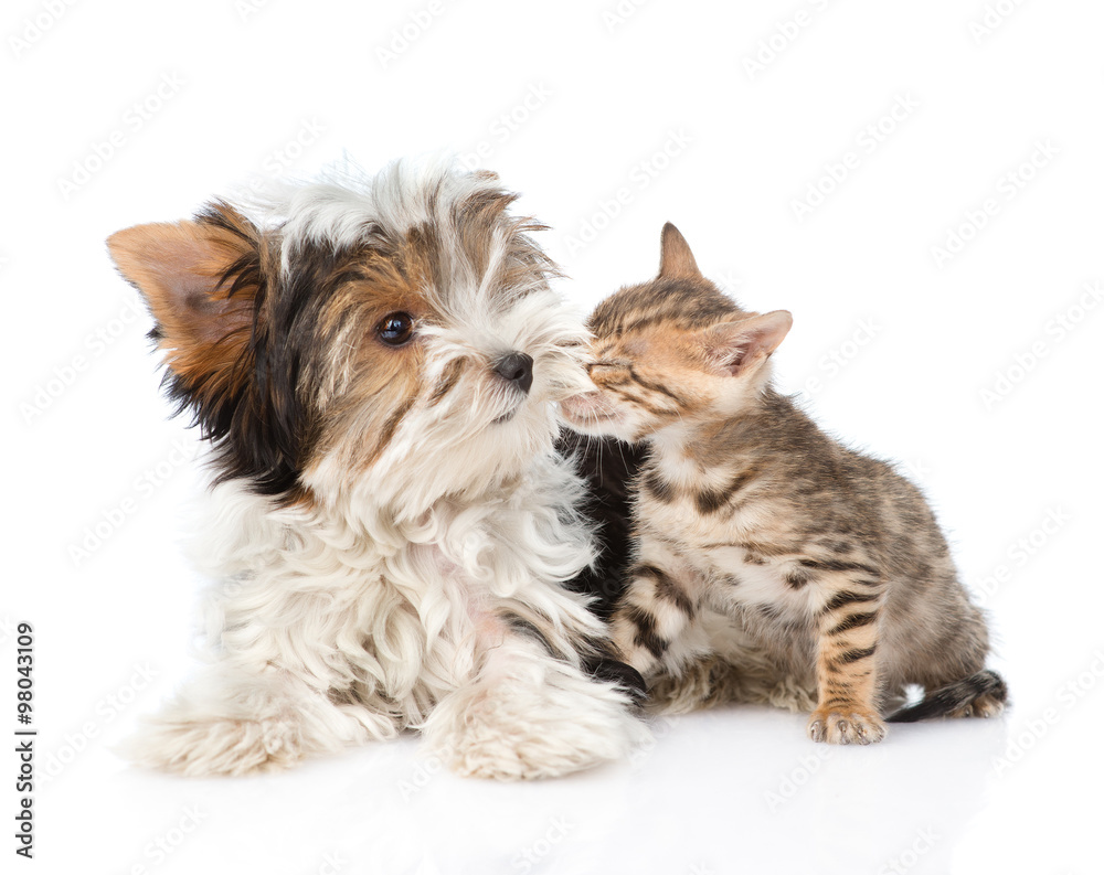 Bengal kitten sniffing Biewer-Yorkshire terrier puppy. isolated