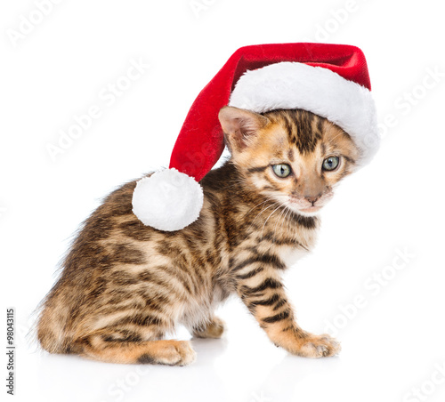 bengal kitten with red santa hat. isolated on white background