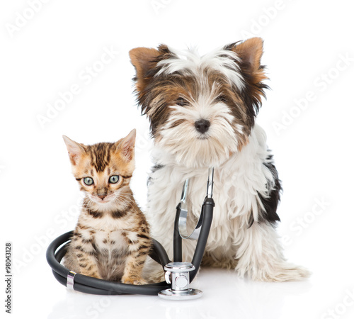 Small bengal cat and Biewer-Yorkshire terrier puppy with stethos photo