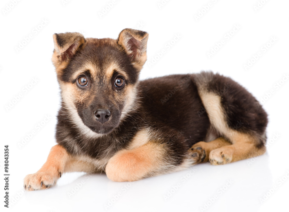 mixed breed puppy dog looking at camera. isolated on white backg mixed breed puppy dog looking at camera. isolated on white backg