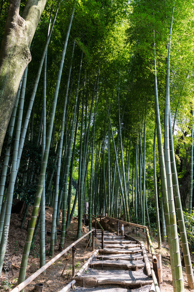 Fototapeta premium Path inside a Bamboo forest in Kyoto