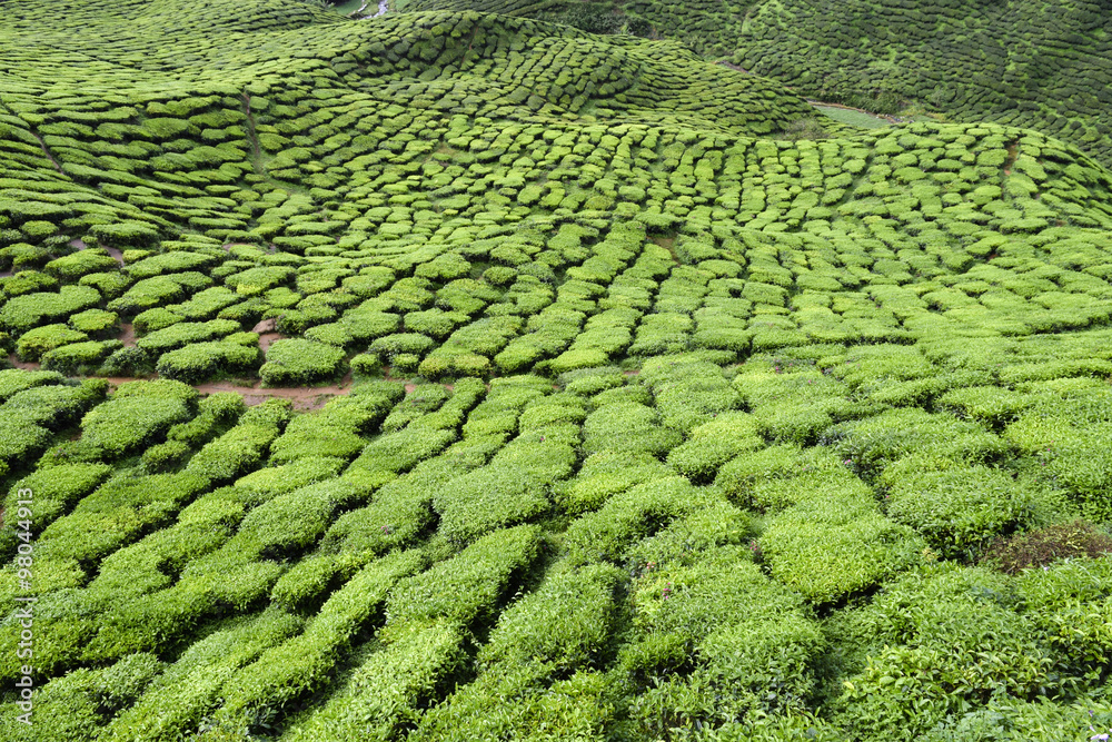 Cameron Highlands Tea Plantation Malaysia Cameron Highlands Tea Plantation Malaysia