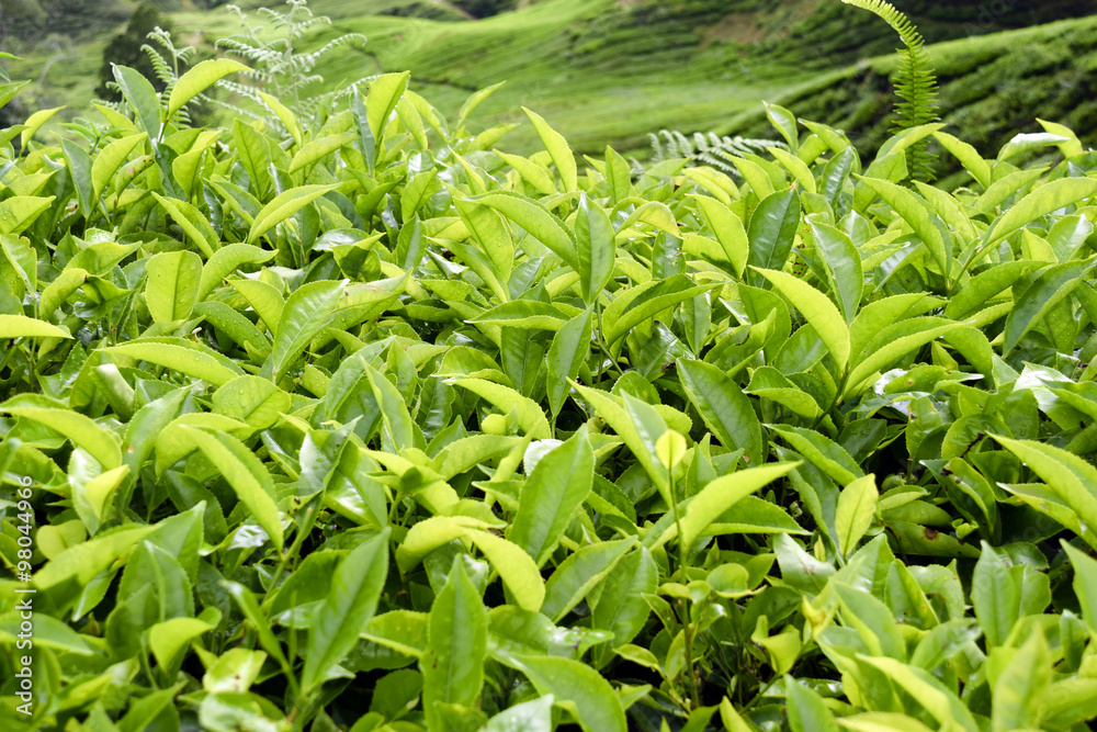 Cameron Highlands Tea Plantation Malaysia Cameron Highlands Tea Plantation Malaysia