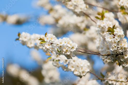 spring  background.  Spring Time