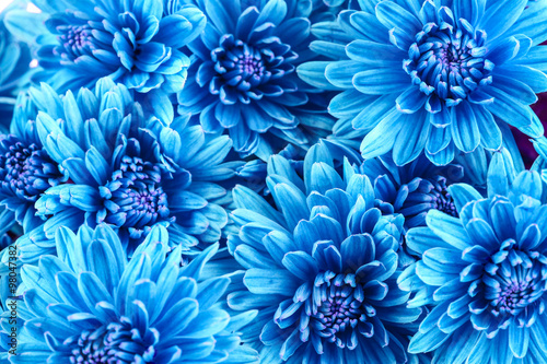 Beautiful blue chrysanthemum flowers, close-up © Africa Studio