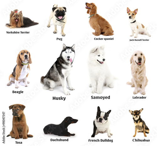 Different breeds of dogs together, isolated on white