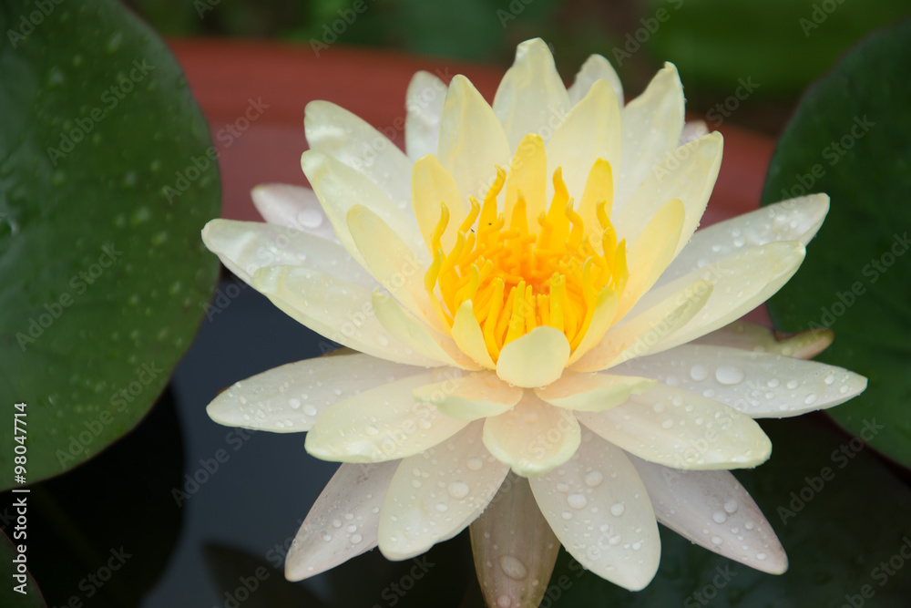 Lotus-Water Lily