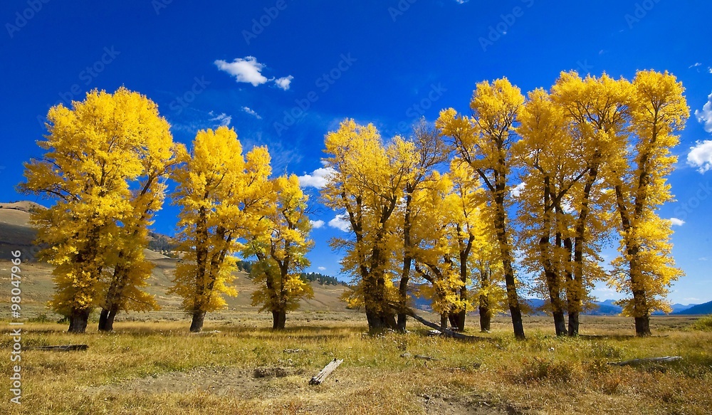 cottonwoods in the Fall