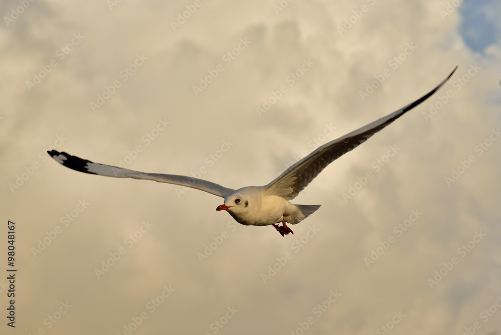 Seagull in Thailand. Seagull in Thailand.