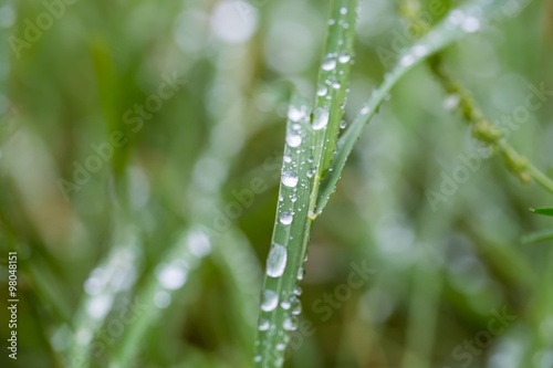 Water droplets on plant