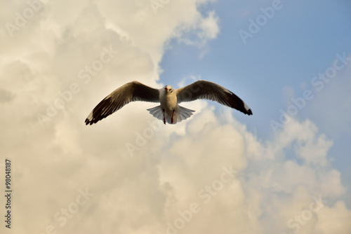 Seagull in Thailand.