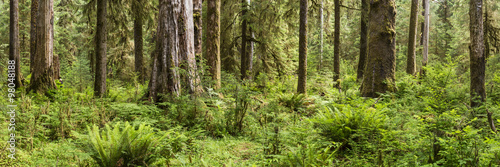 Hoh Rainforest Panorama