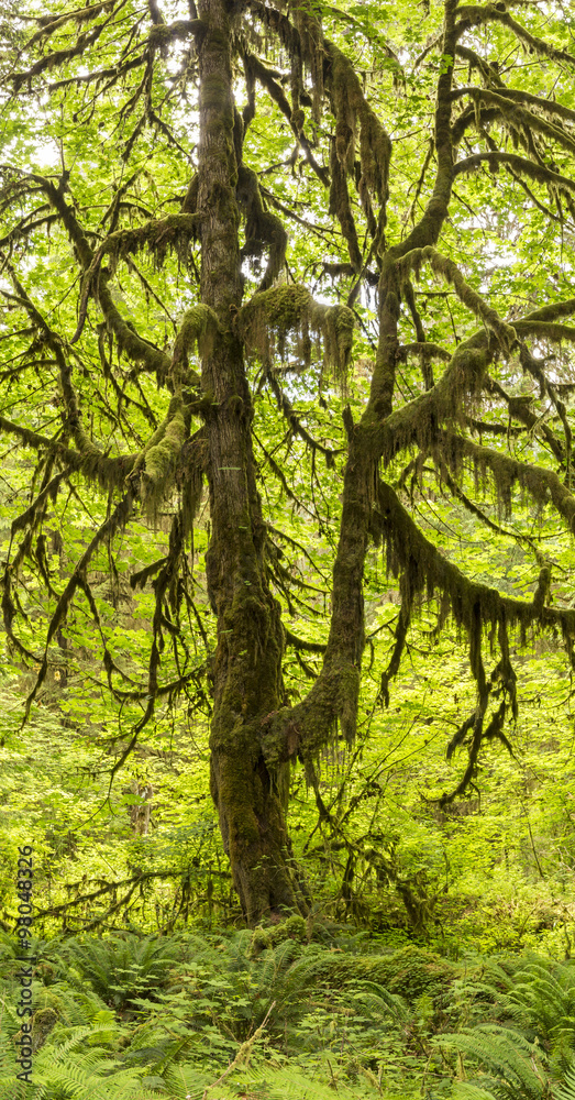 Fototapeta premium Big Leaf Maple Hoh Rainforest Panorama