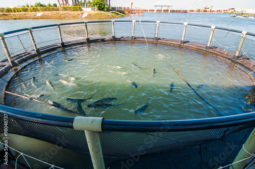 Fish farming at thailand.