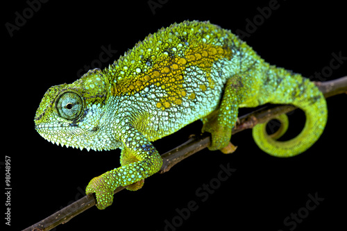 Tanzanian Montane Dwarf Chameleon (Trioceros sternfeldi) female