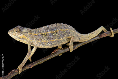 Two-lined chameleon (Trioceros bitaeniatus)