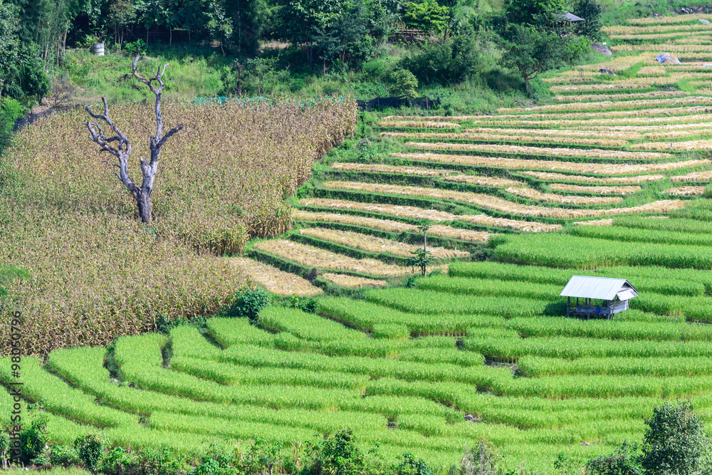 Terraced rice field at Ban Pa Bong Piang, Chiang Mai in Thailand.