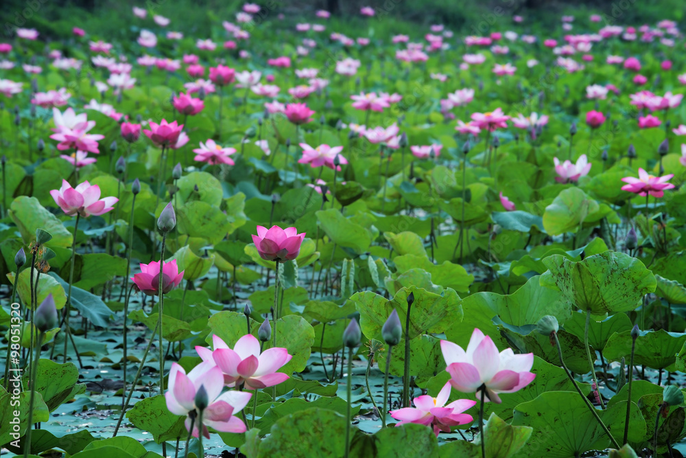 lotus flower in pond.