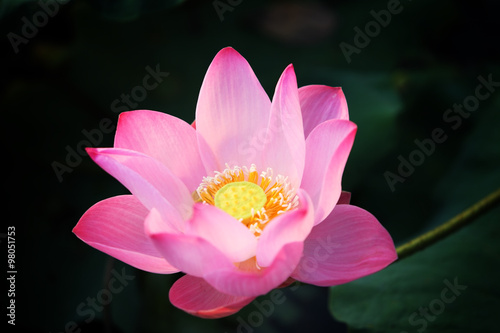beautiful lotus flower with dark background.