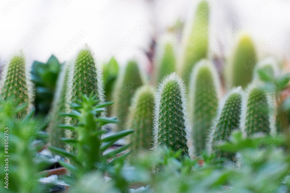 Various cactus plants. Various cactus plants.