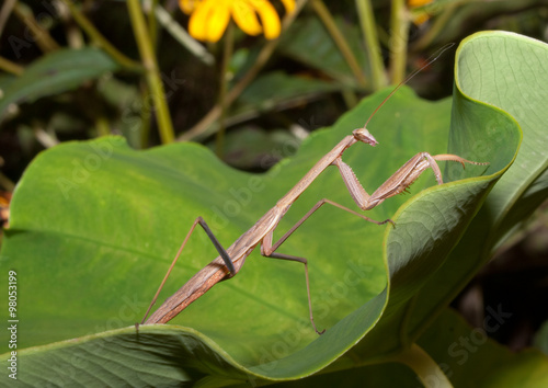 The Carolina Praying Mantis (Stagmomantis carolina) on Leaf. The Carolina mantis is a praying mantis native to the Southern United  photo