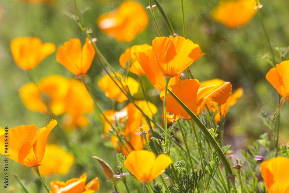 Fototapeta premium Orange California poppies, cultivated and wild.