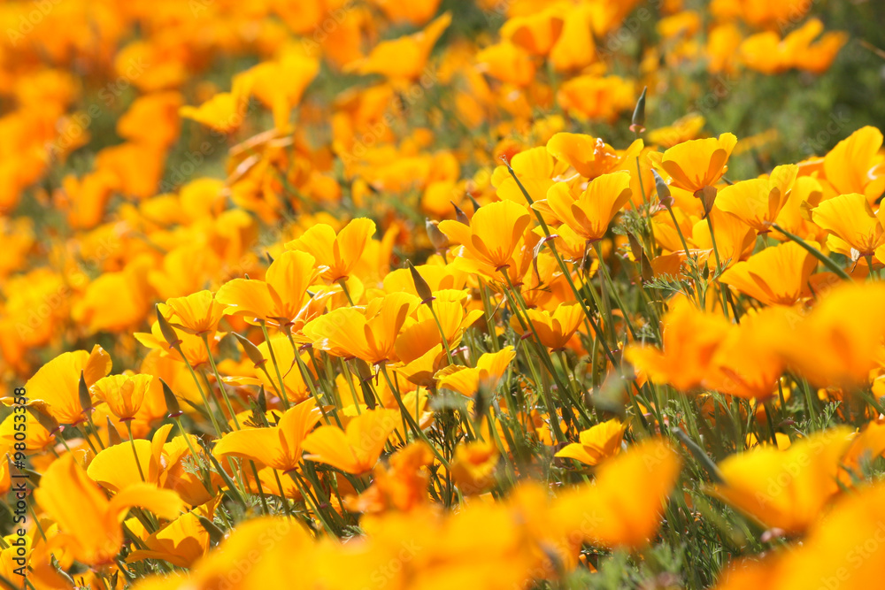 Naklejka premium A large cloud of of orange California poppies, brightening a spring day by the roadside.