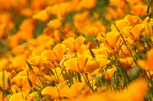 Beautiful, happy, orange California poppies, a crowd of flowers. photo