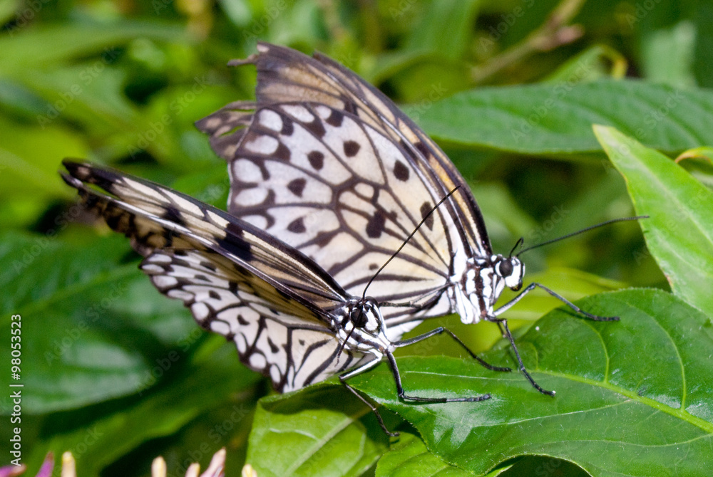 Tree Nymph (Idea leuconoe) also known as Paper Kite Butterfly (mating) Tree Nymph (Idea leuconoe) also known as Paper Kite Butterfly (mating)