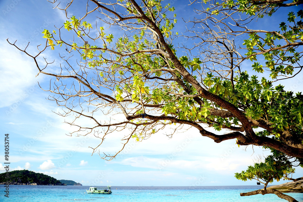 Beautiful tree over white sand beach. Summer nature view. Beautiful tree over white sand beach. Summer nature view.