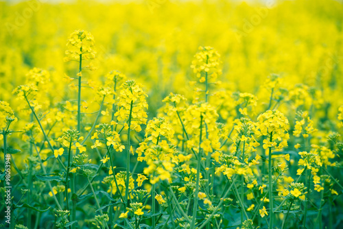 flowering field of rape outdoors in spring © biv17