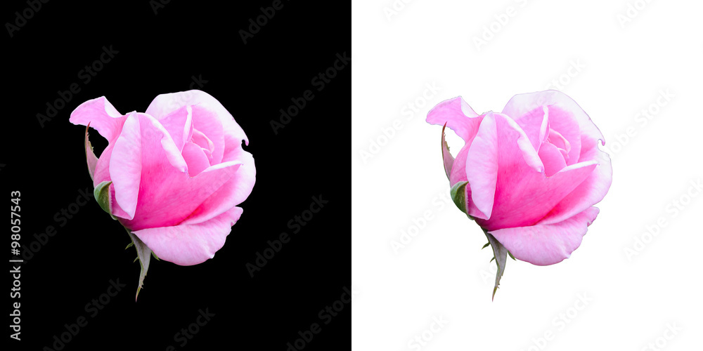 Close up dark red rose isolated on white and black background Close up dark red rose isolated on white and black background