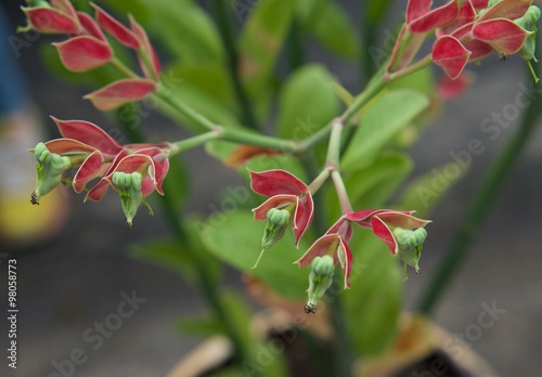 Tall Slipper Plant or Pedilanthus bracteatus photo