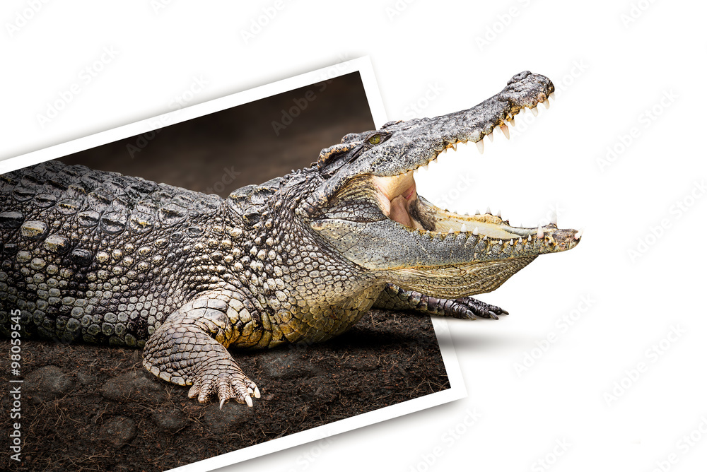 Fototapeta premium Crocodile in photo