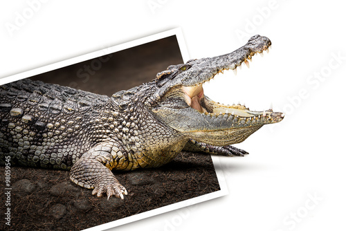 Crocodile in photo