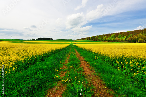 Overgrown Road