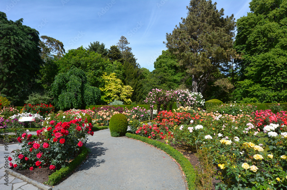 The Heritage Rose Garden in Christchurch Botanic Gardens, New Ze