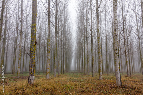Bosque de Chopos Canadienses y niebla. Populus canadensis. Ribera del R  o   rbigo  Le  n.  