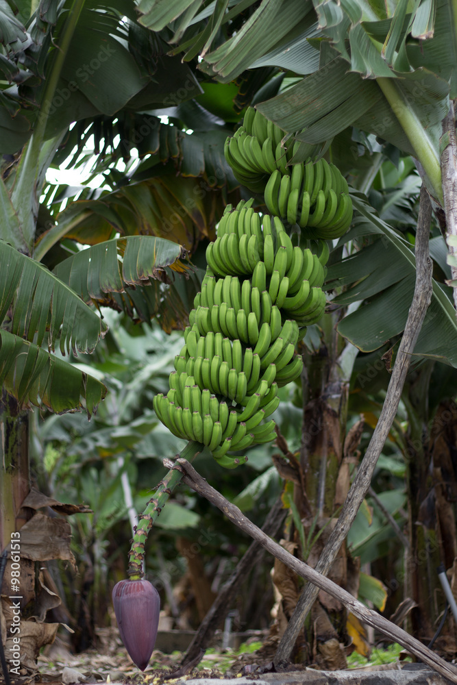 Obraz premium Bunch of canary bananas. Traditional agriculture in Barlovento (