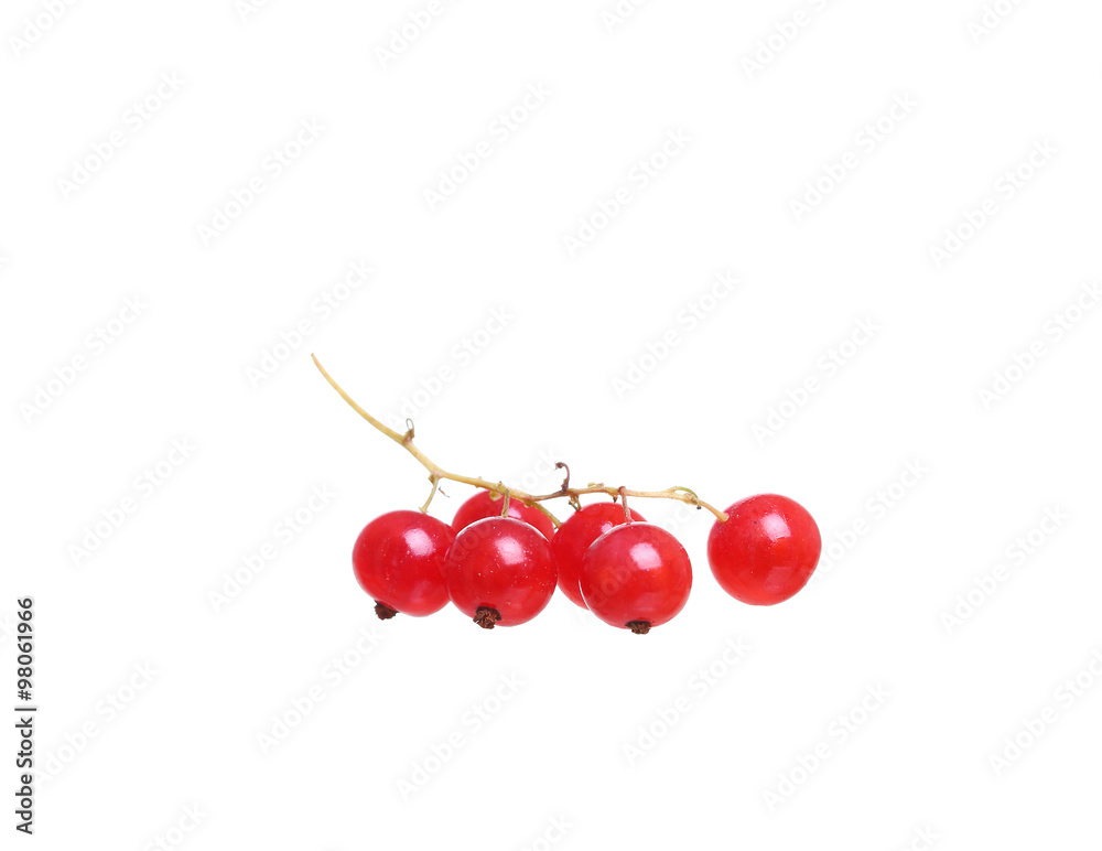 Branches of berry red currants isolated on a white background Branches of berry red currants isolated on a white background