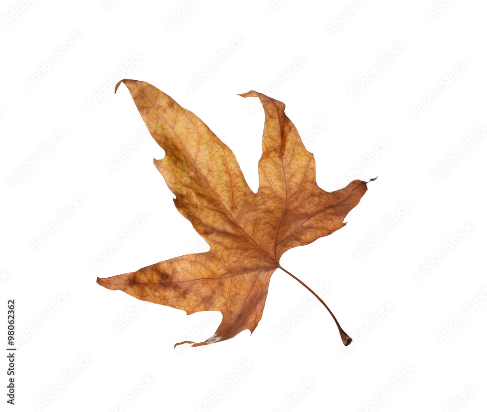 Naklejka premium Autumn maple leaves isolated on white background
