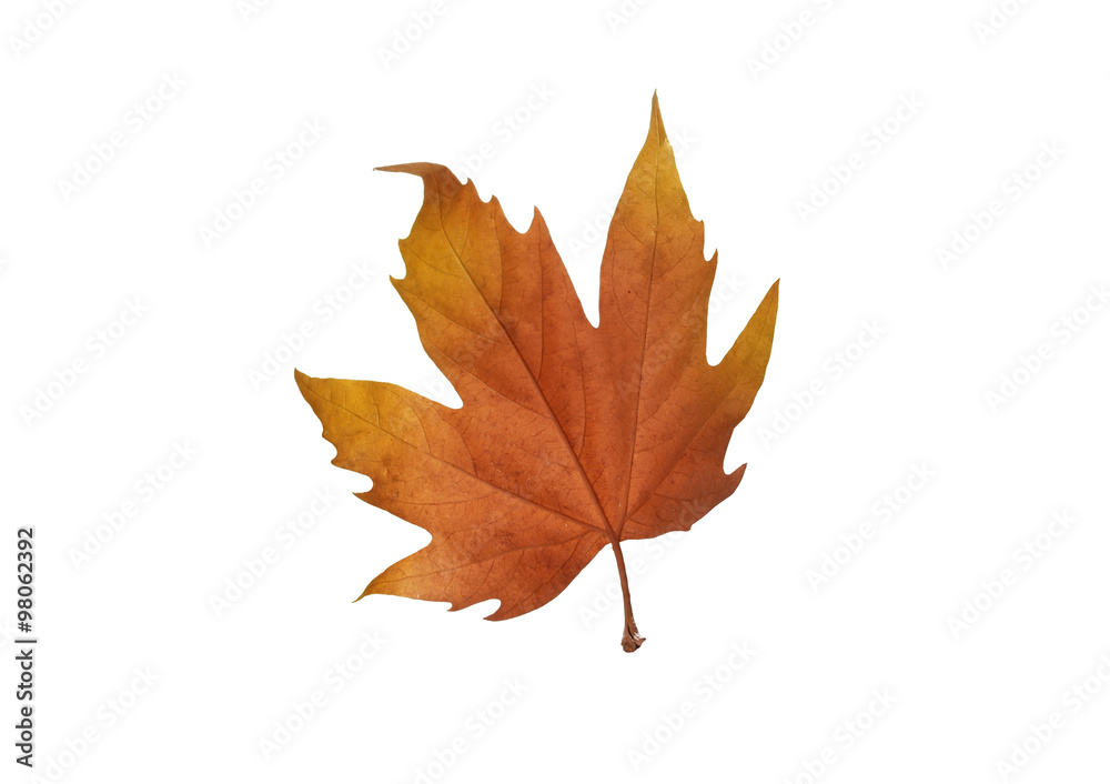 Autumn maple leaves isolated on white background Autumn maple leaves isolated on white background