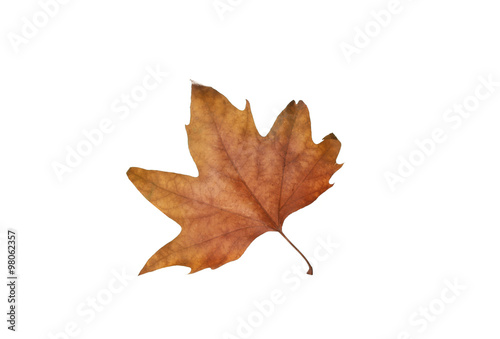 Autumn maple leaves isolated on white background