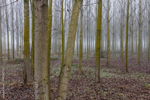 Bosque de Chopos Canadienses y niebla. Populus canadensis.
 photo