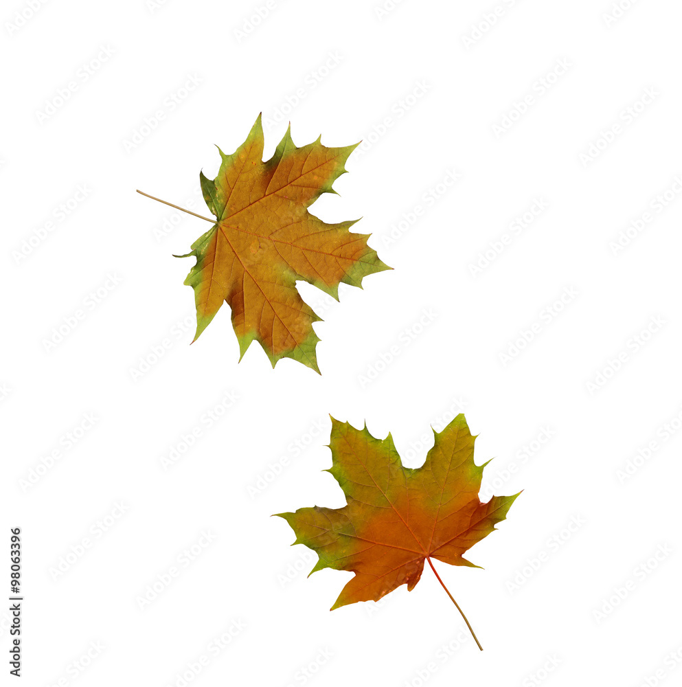 Obraz premium collage Autumn maple leaves isolated on white background