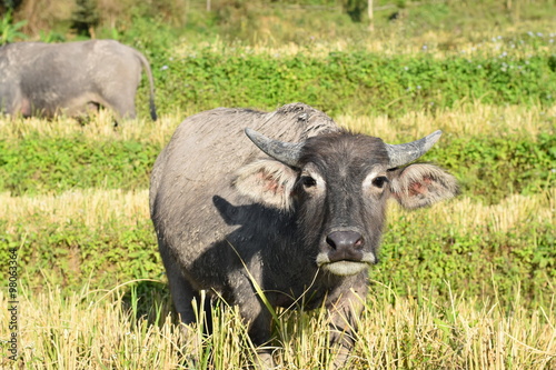 Buffalo in rice field