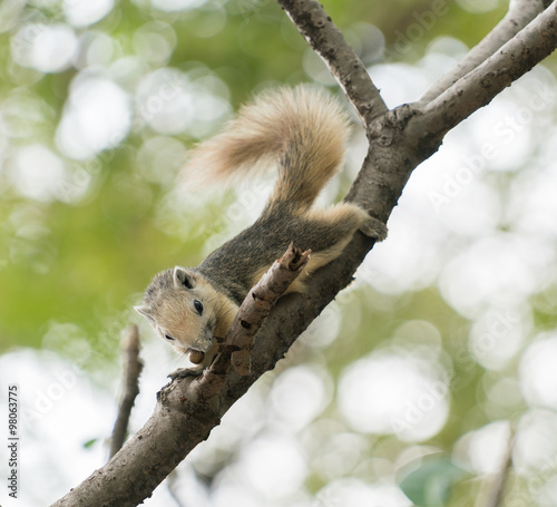 squirrel
