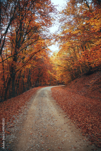 Beautiful autumn forest mountain path